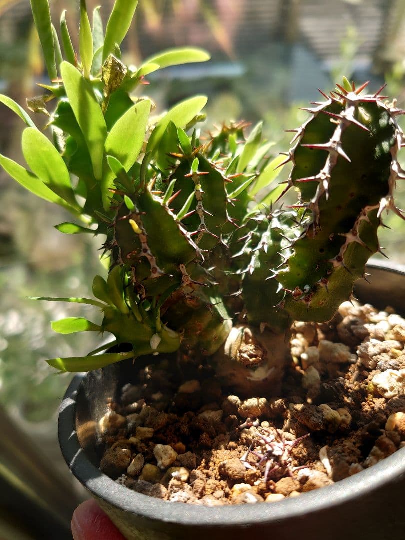 【さりお】ユーフォルビア ムランジーナ