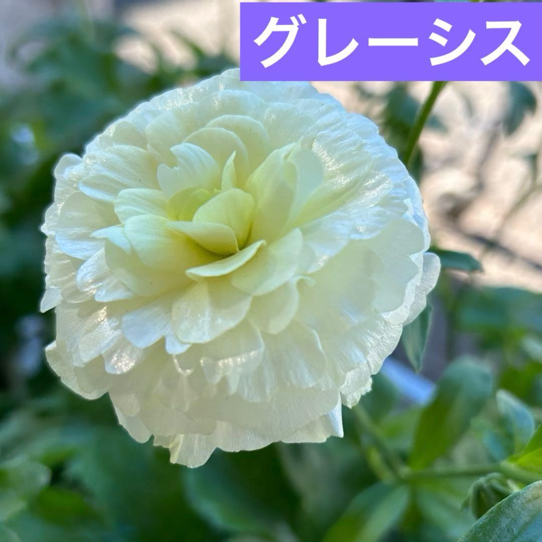 ジャスミンラナンキュラスラックス　グレーシス❤️ベスタリス