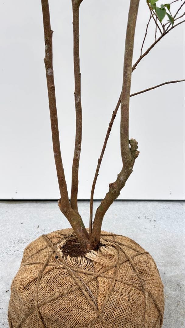 自然な樹形が美しい 山採りの ヒサカキ 700 樹高1.9m位 ヒメサカキ 姫榊