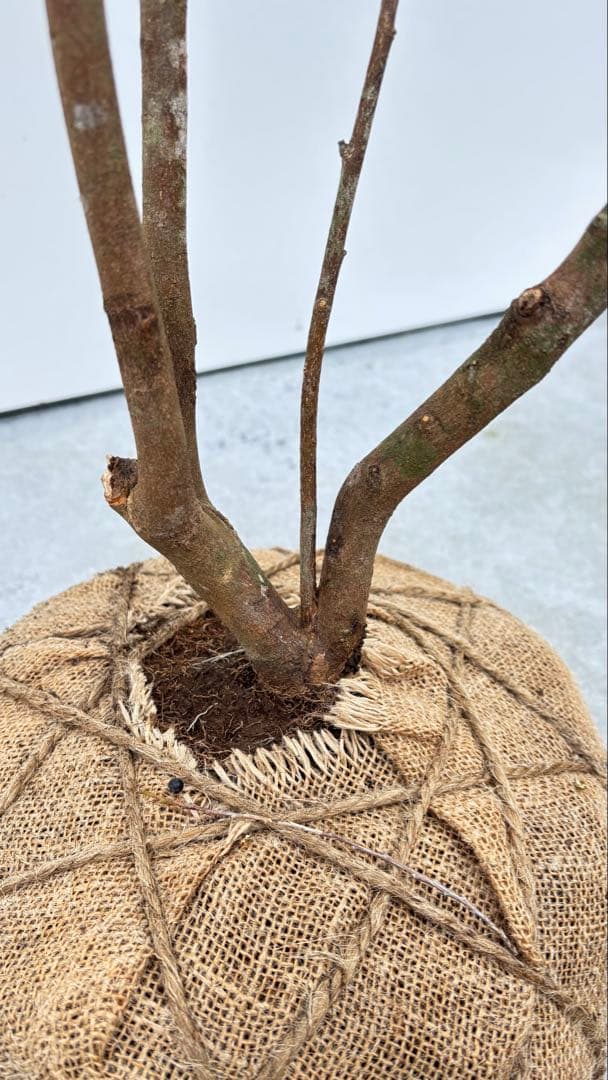 自然な樹形が美しい 山採りの ヒサカキ 700 樹高1.9m位 ヒメサカキ 姫榊