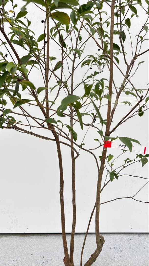 自然な樹形が美しい 山採りの ヒサカキ 700 樹高1.9m位 ヒメサカキ 姫榊