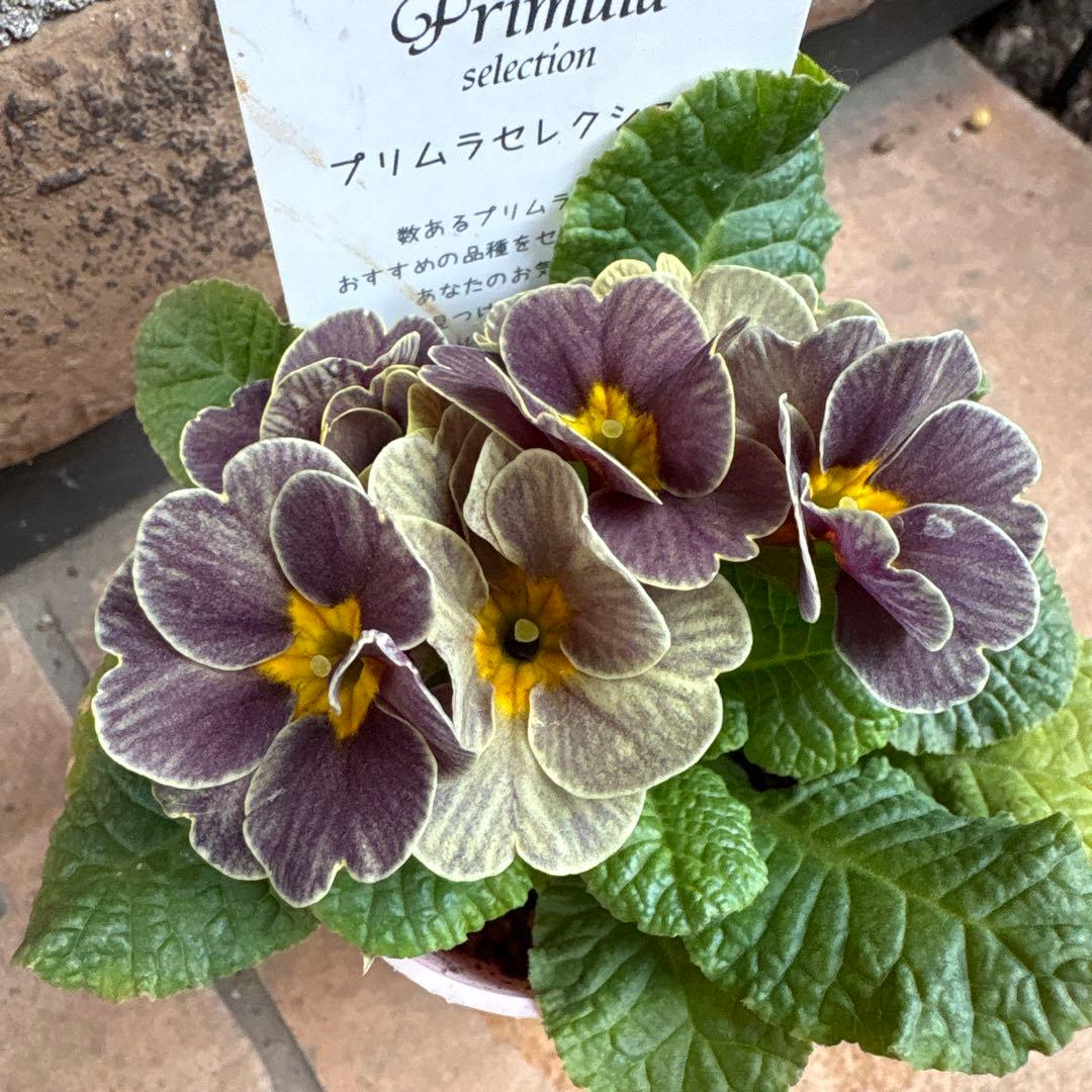 プリムラ・レトロボックス