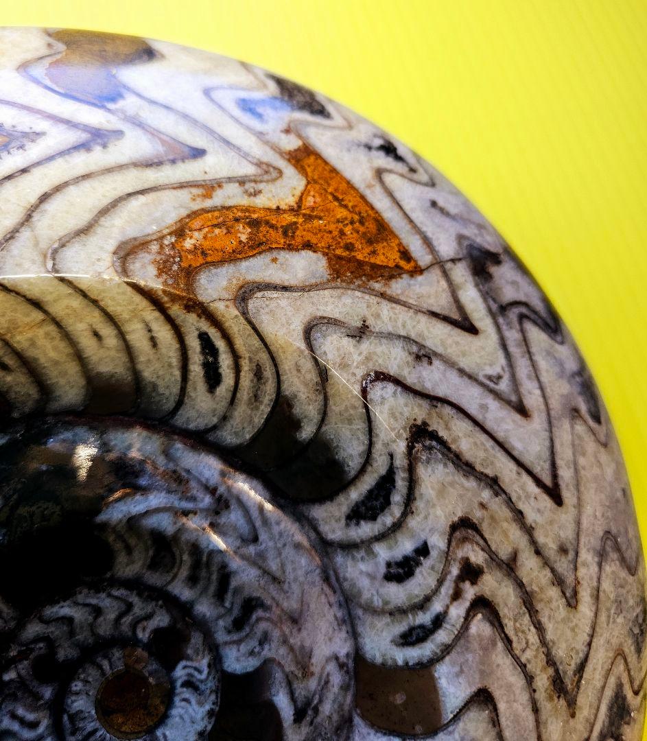 約4億年以上前‼️超希少✡️ゴニアタイト