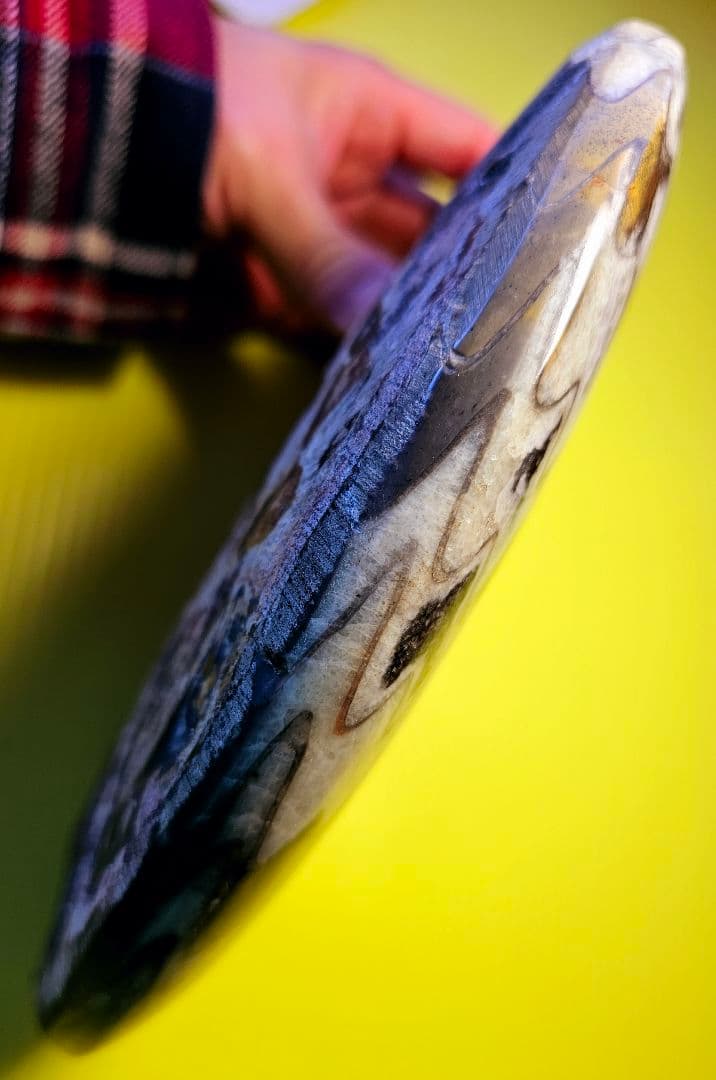 約4億年以上前‼️超希少✡️ゴニアタイト