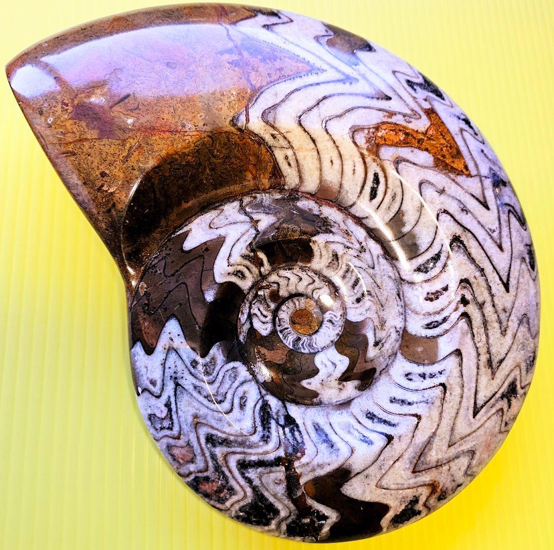 約4億年以上前‼️超希少✡️ゴニアタイト