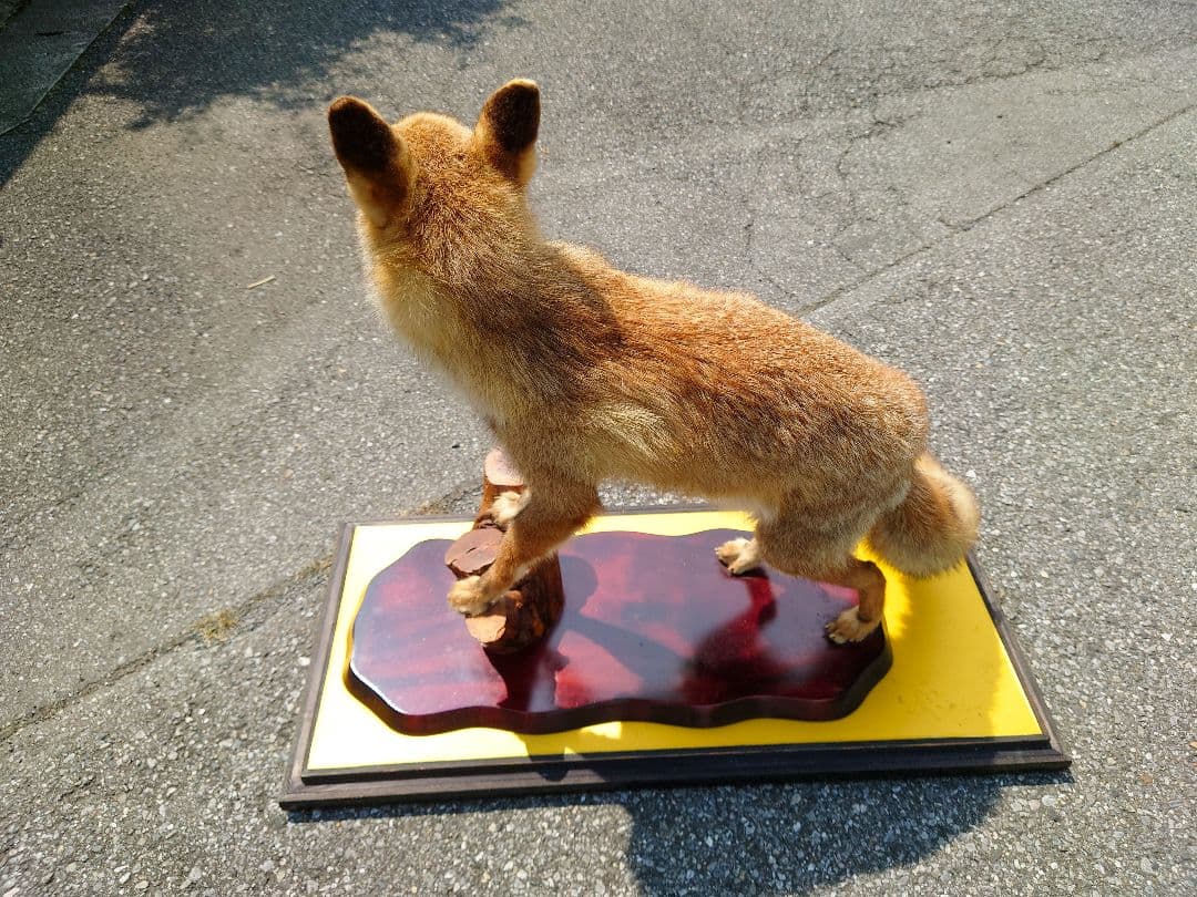じぇいキツネの剥製（梱包、発送代込み）