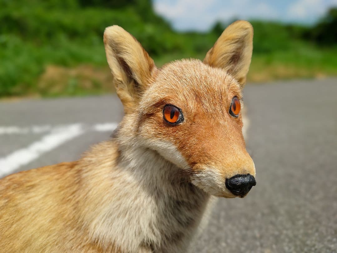 じぇいキツネの剥製（梱包、発送代込み）
