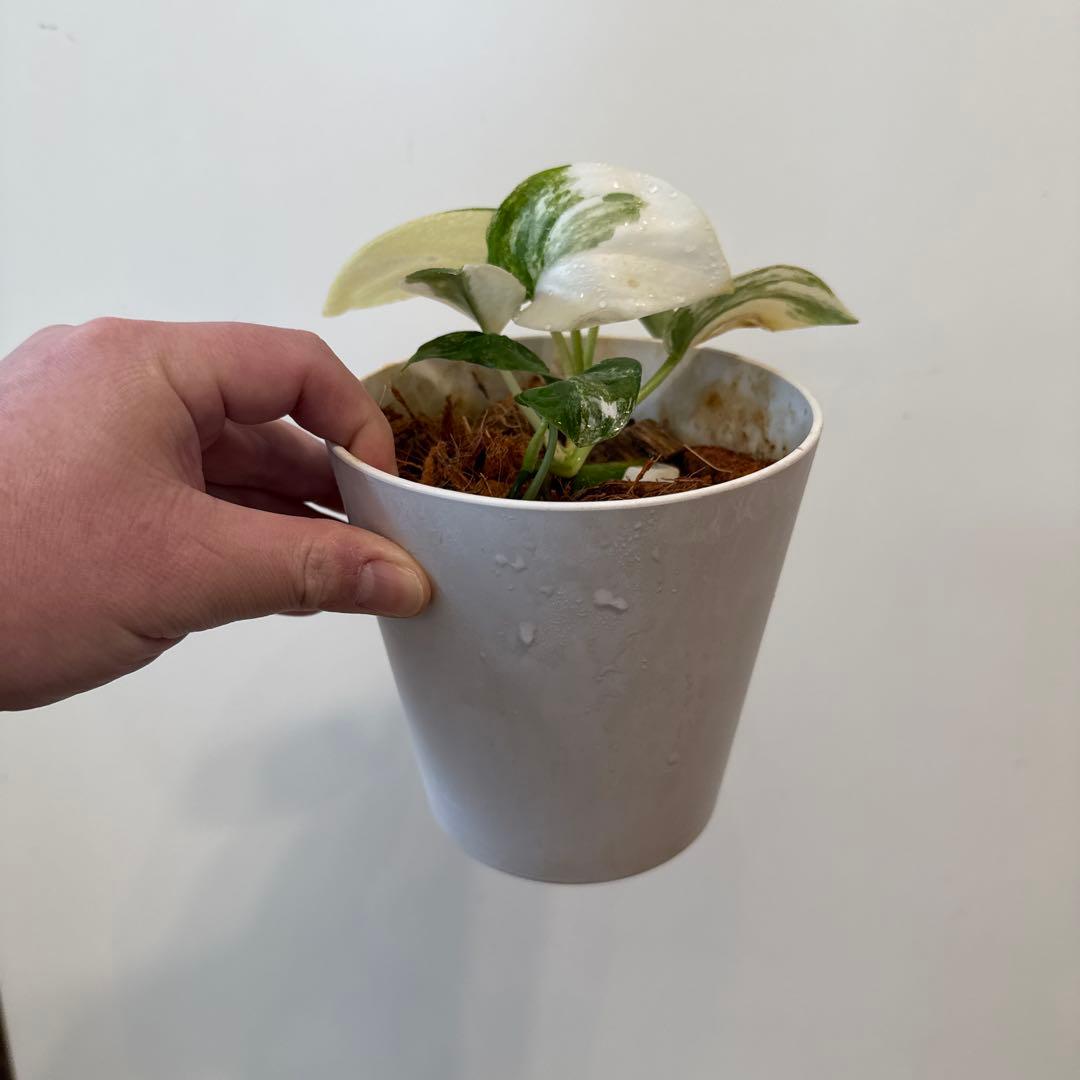 【斑入り】スキンダプサス ジェイドサテン　一株