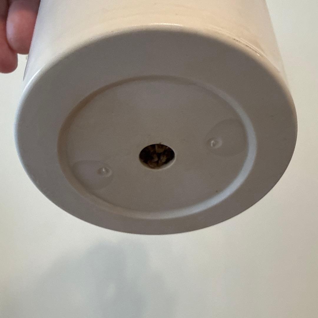 【斑入り】スキンダプサス ジェイドサテン　一株