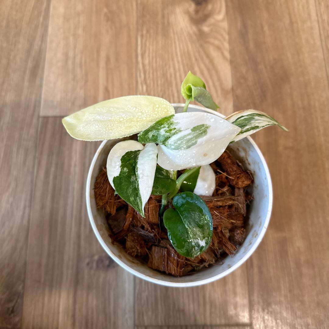 【斑入り】スキンダプサス ジェイドサテン　一株