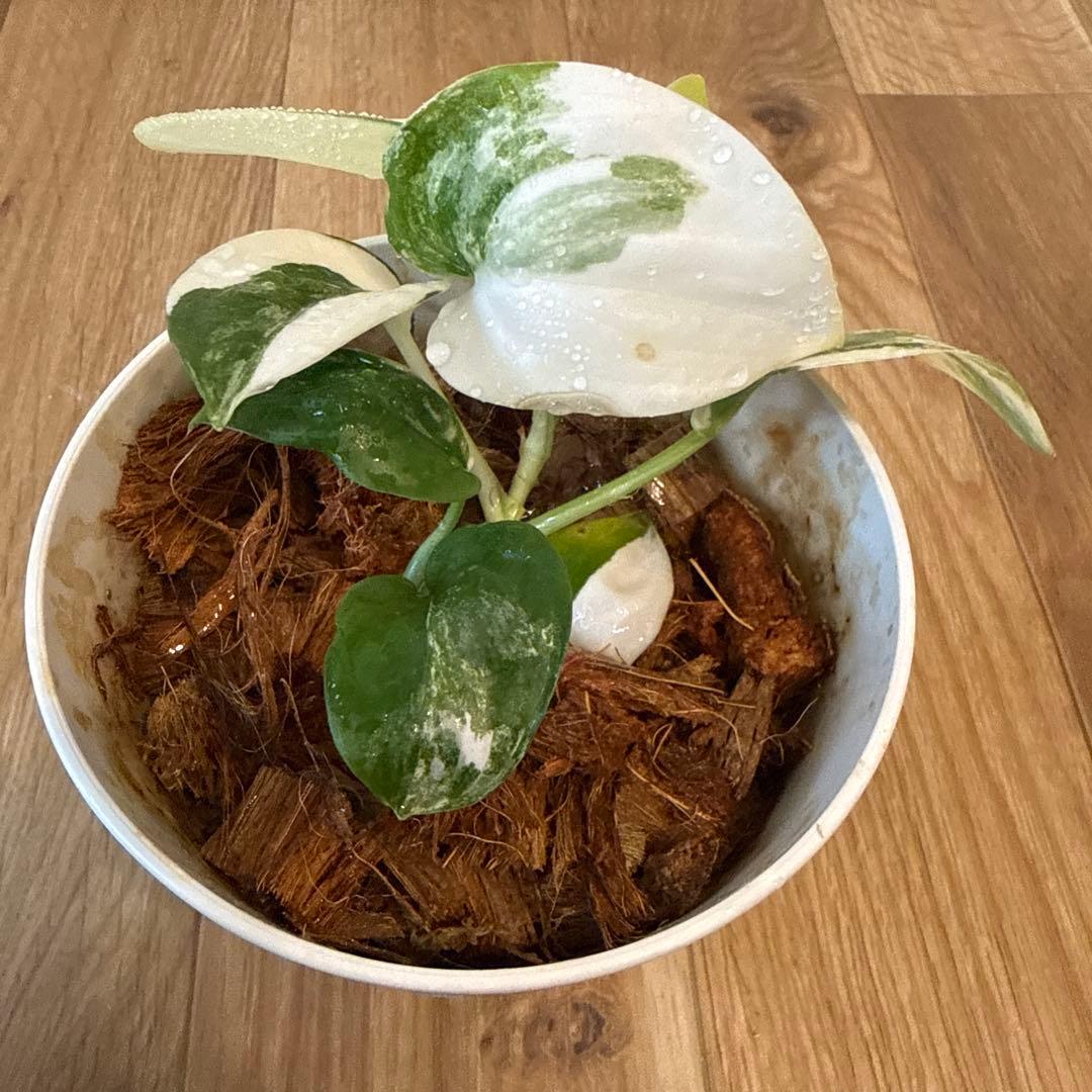 【斑入り】スキンダプサス ジェイドサテン　一株