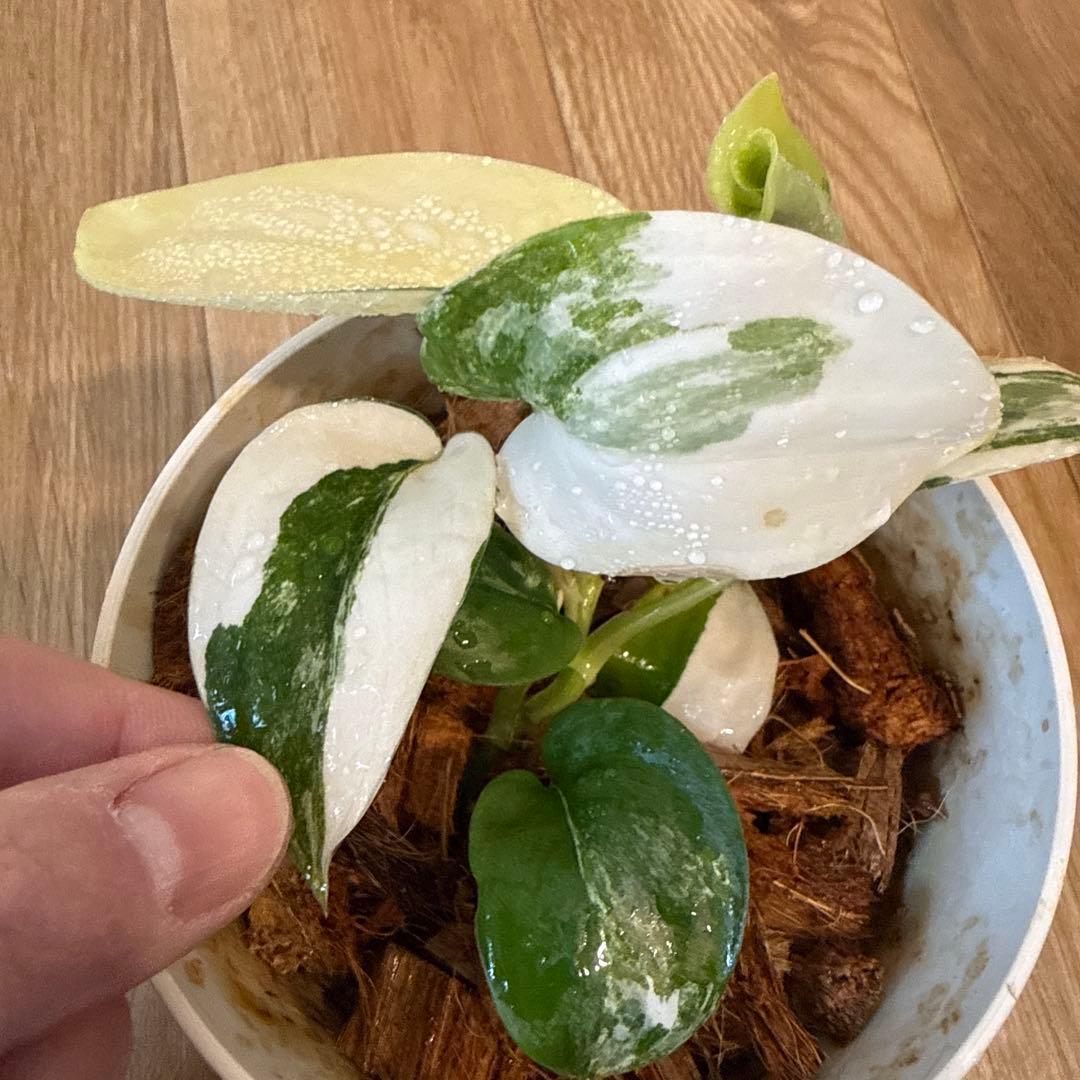 【斑入り】スキンダプサス ジェイドサテン　一株