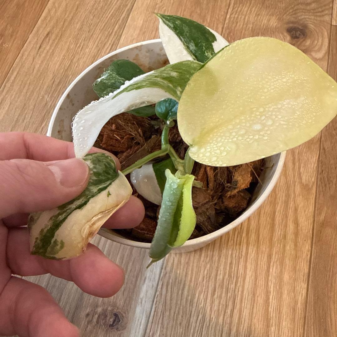 【斑入り】スキンダプサス ジェイドサテン　一株