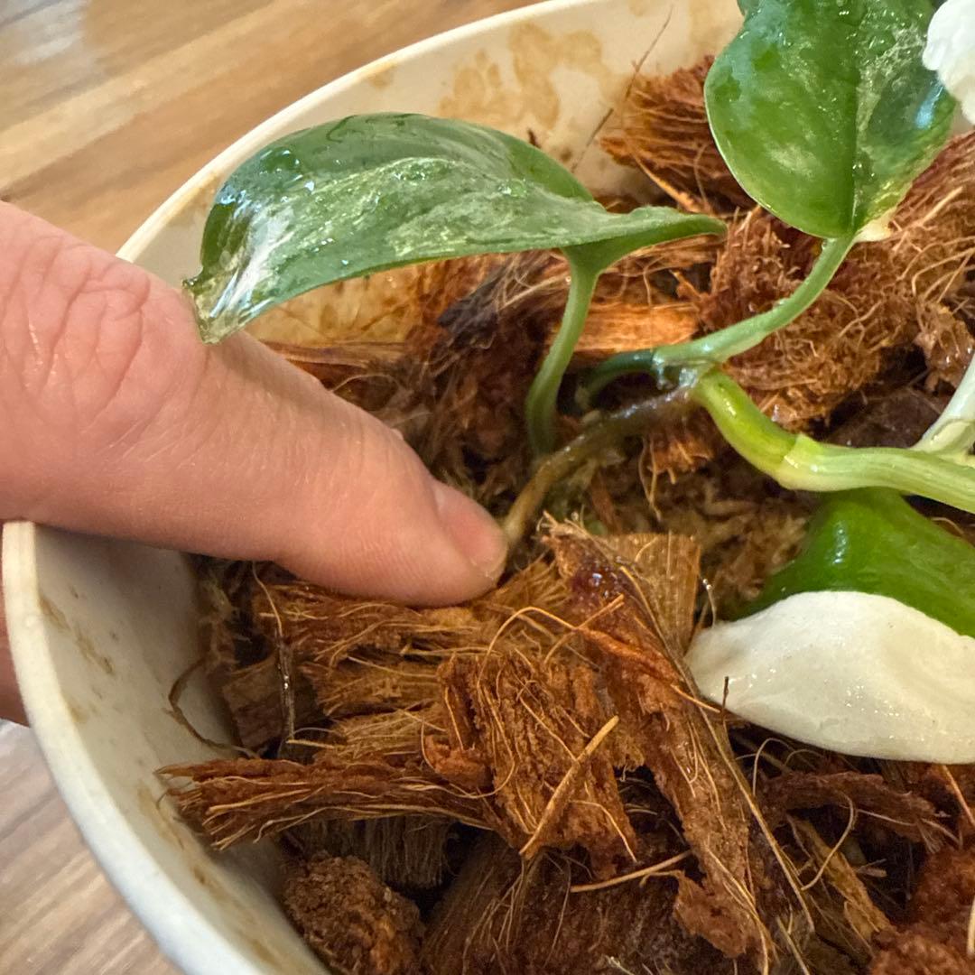 【斑入り】スキンダプサス ジェイドサテン　一株