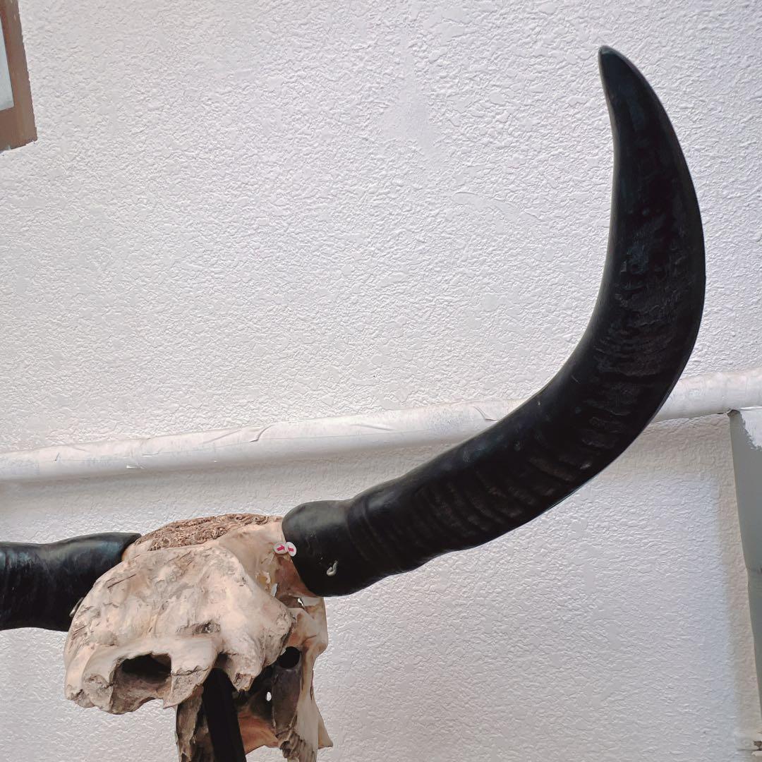 バッファロースカル　牛頭蓋骨　壁掛け彫像