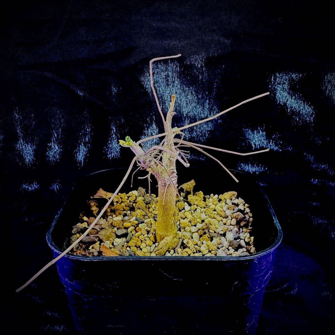 ぽん様 ボスウェリア サクラ 実生 灌木 塊根植物 コーデックス