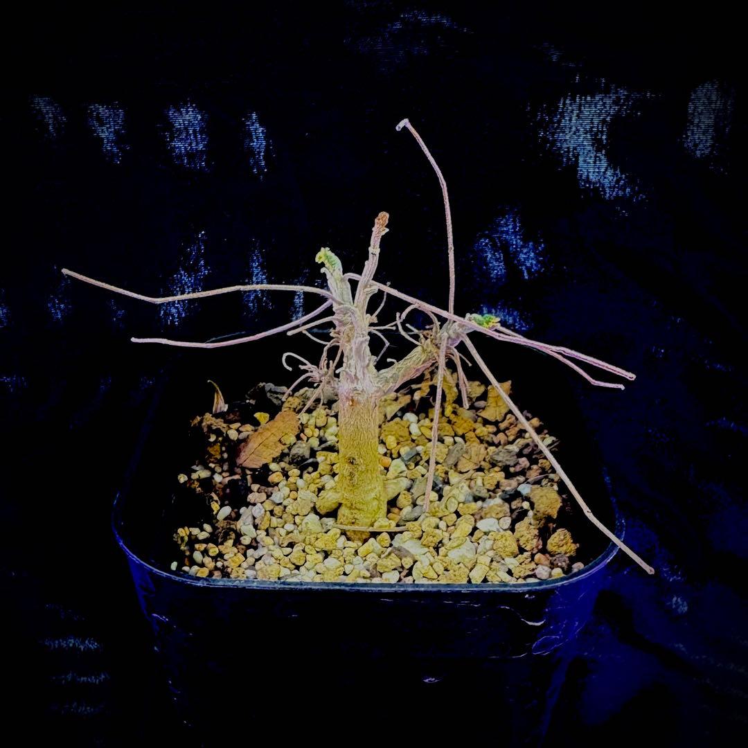 ぽん様 ボスウェリア サクラ 実生 灌木 塊根植物 コーデックス