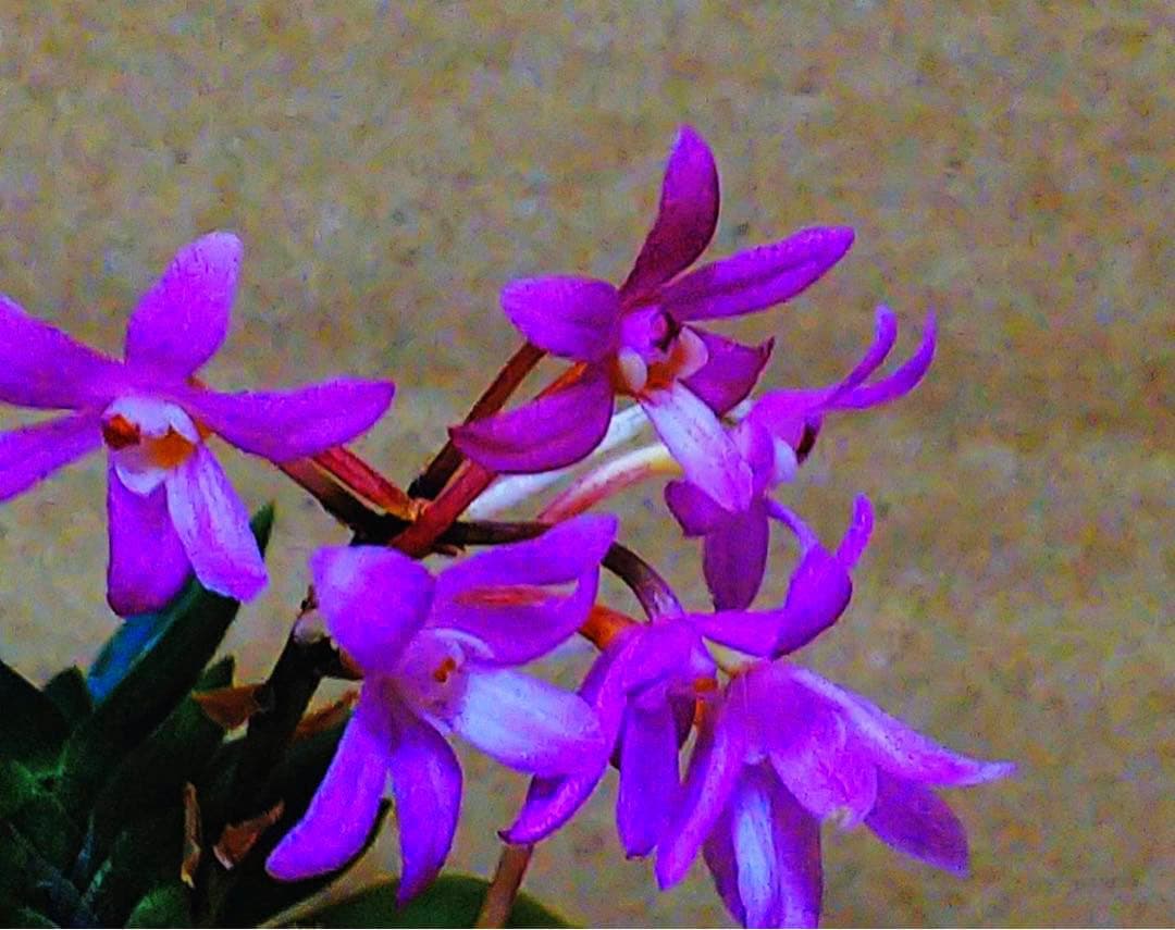 エンジェル様 リクエスト 4点 まとめ商品