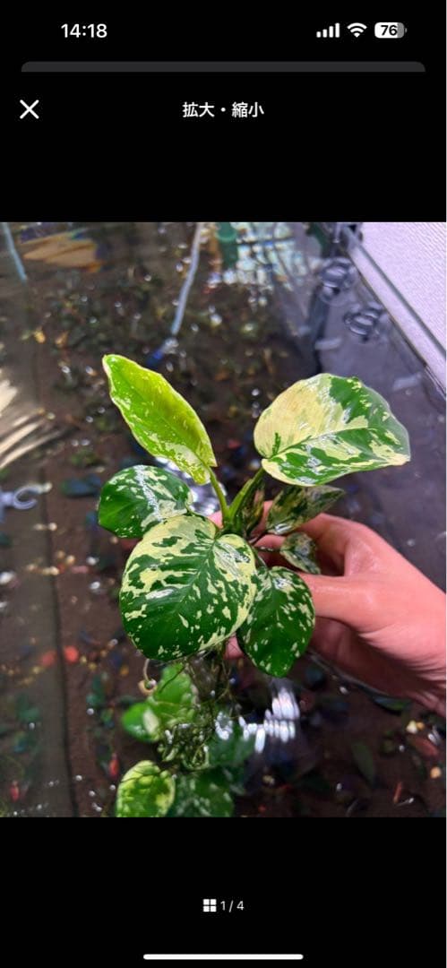 menehunecyan　※プロフ必読！ページ　アヌビアス　斑入りキング