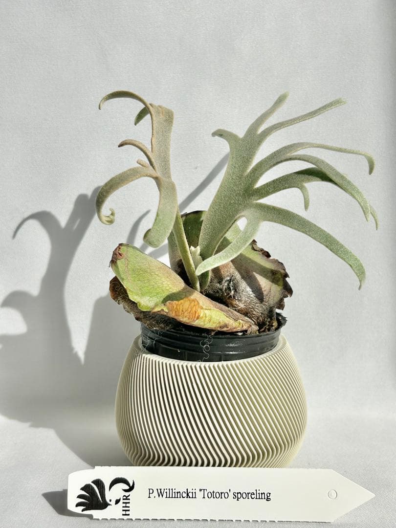 【メルカリ便】P. Willinckii Totoro' （spore）【98】