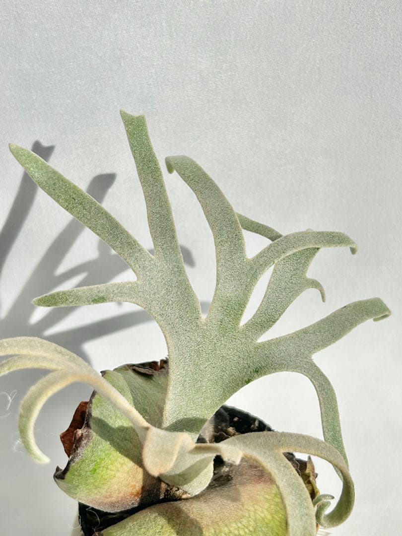 【メルカリ便】P. Willinckii Totoro' （spore）【98】