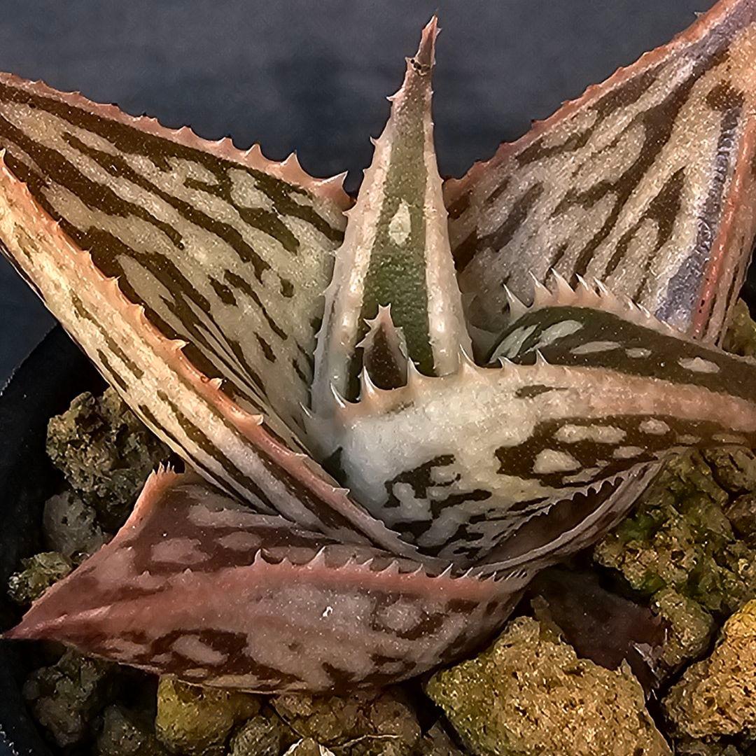 メルカリ便発送☆ドゥラティー様 リクエスト 4点 まとめ商品