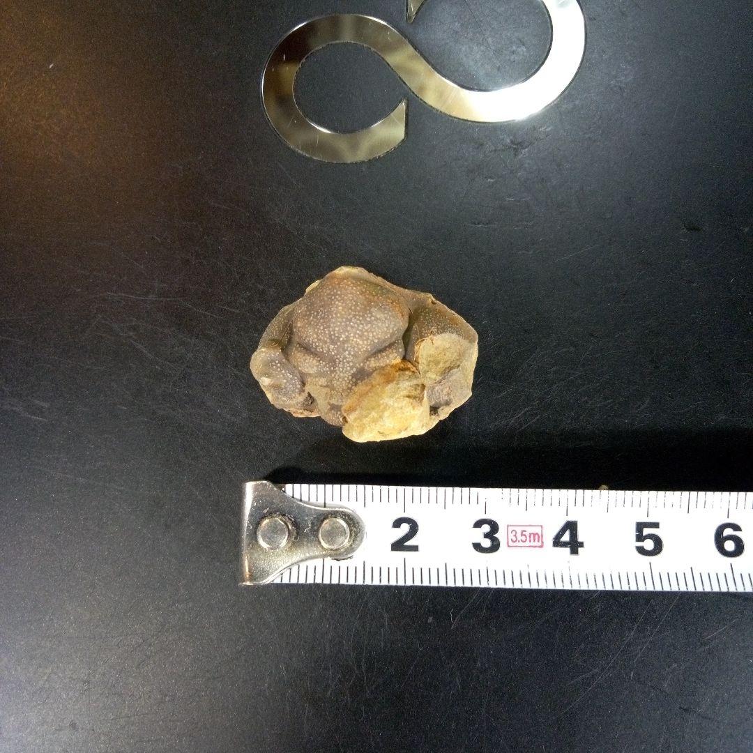 三葉虫　化石　fossil　ボリビア産　trilobite　Bolivia化石③