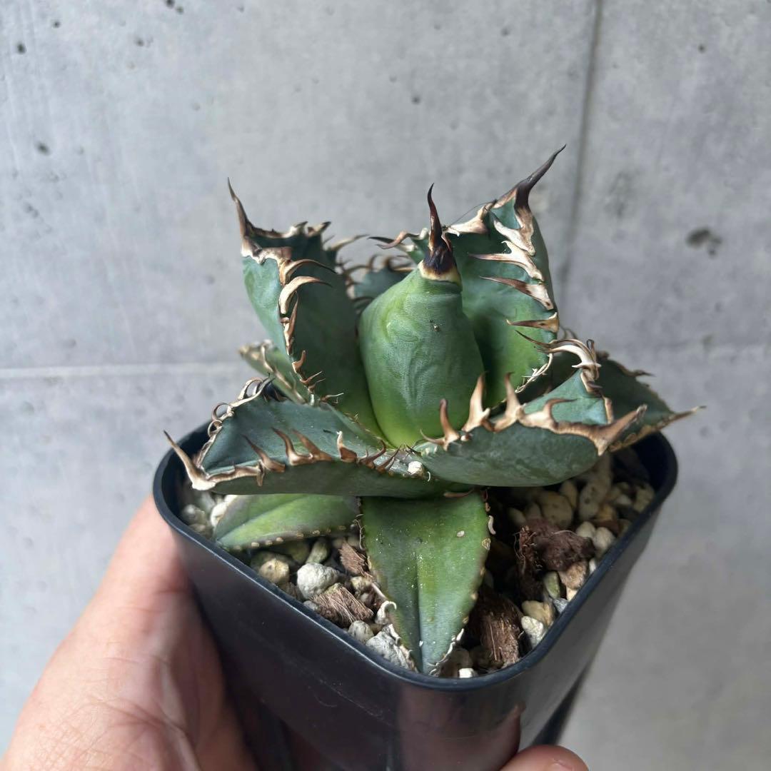 アガベ　オテロイ　選抜株の子株