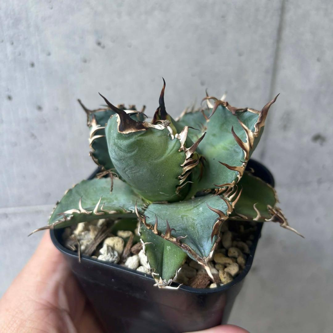 アガベ　オテロイ　選抜株の子株