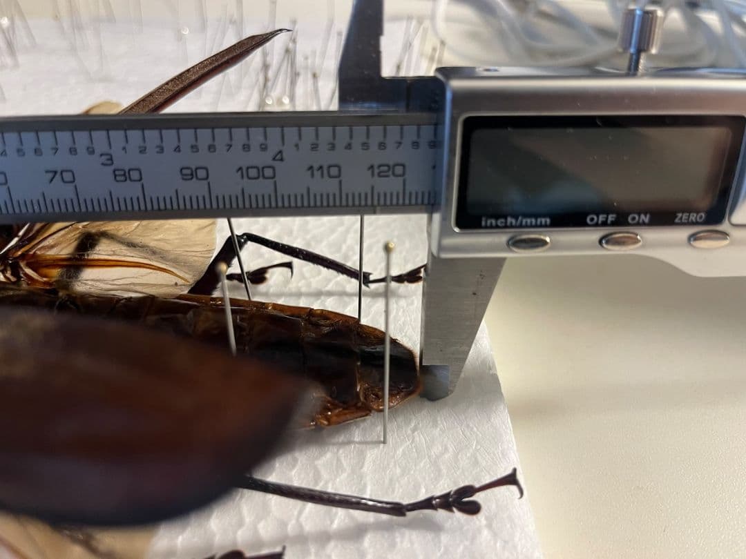 【開翅125mm】スジバネトゲフチオオウスバカミキリ ブルウスバ標本