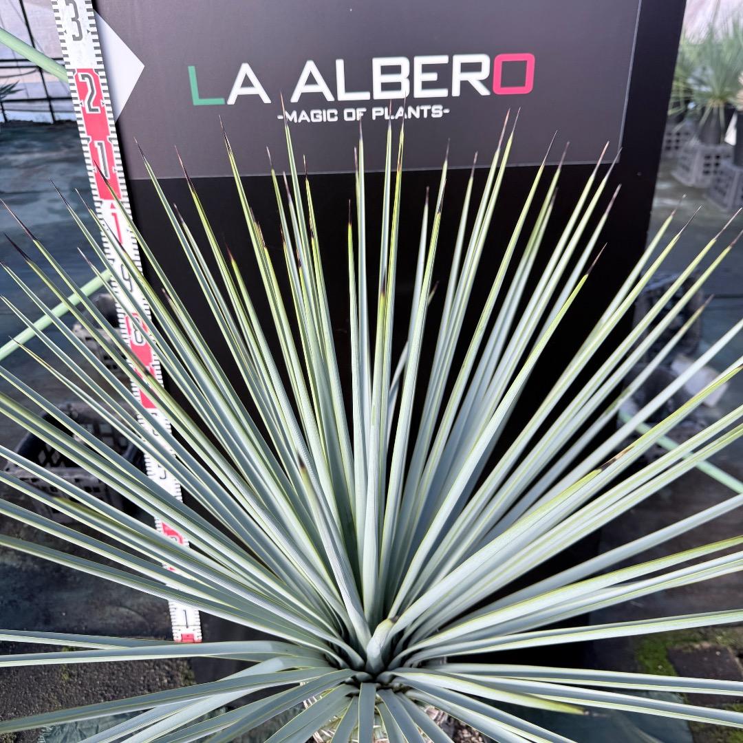 か*ず様 【AL1130】ユッカ　リギダ