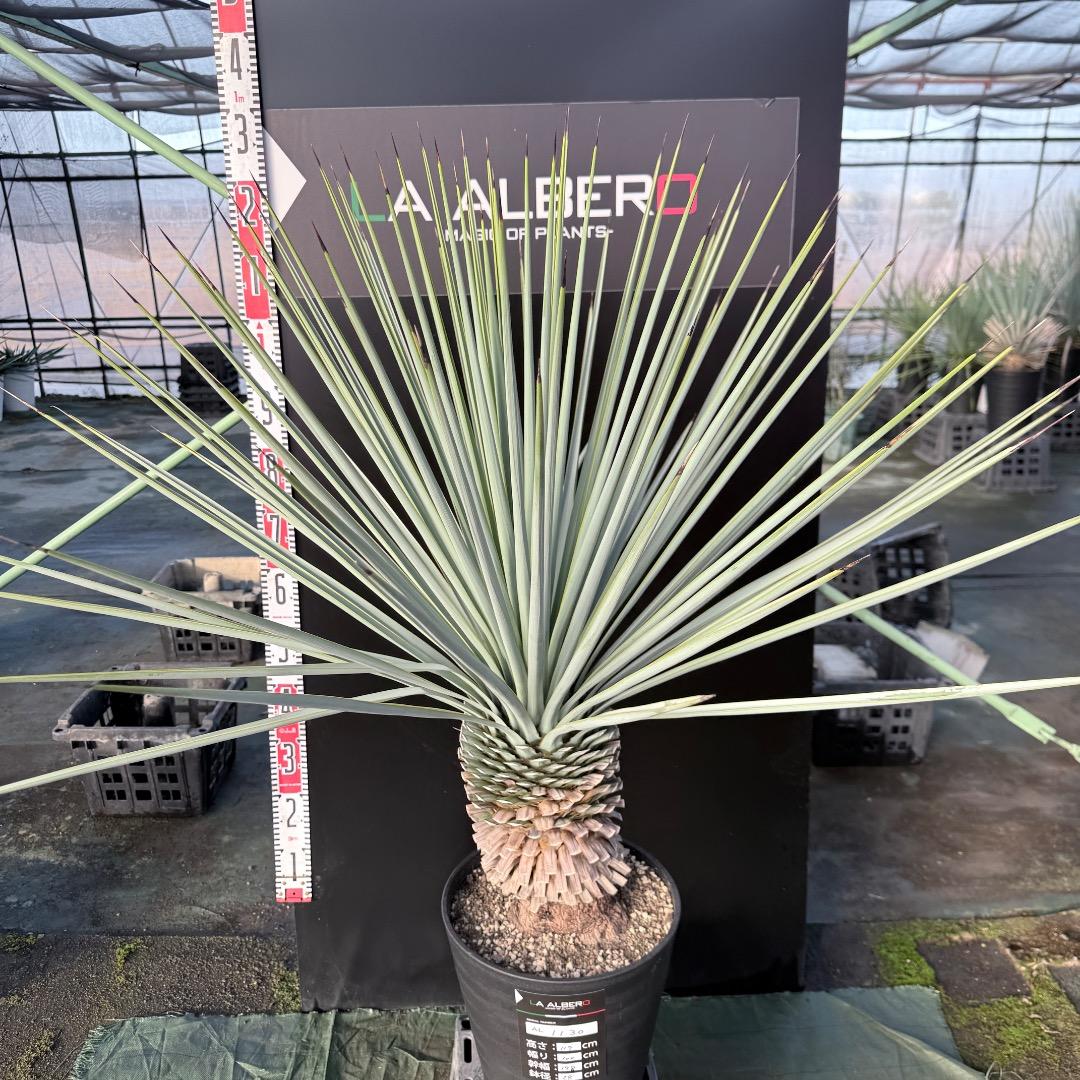 か*ず様 【AL1130】ユッカ　リギダ