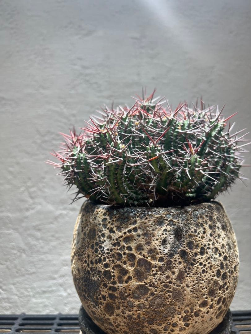 ユーフォルビア・ゴイサナ