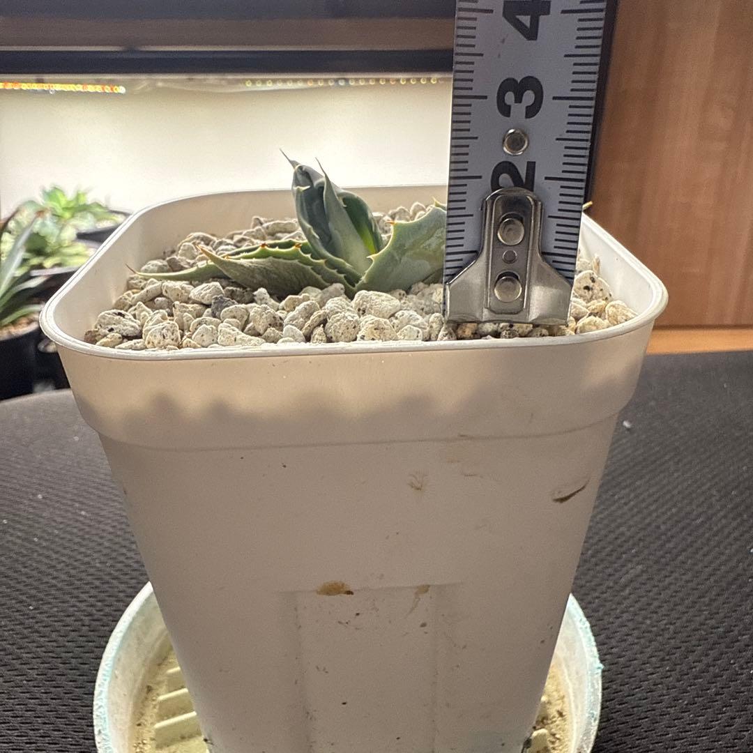 ひ*ろ様 アガベ　オバティフォリア　アウェイクニングエンジェル