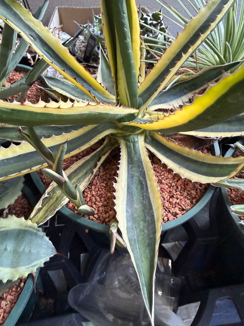 アガベ 5鉢セット