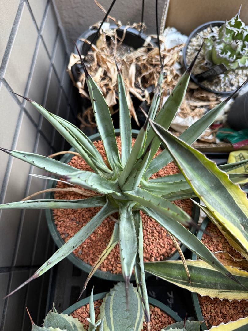 アガベ 5鉢セット