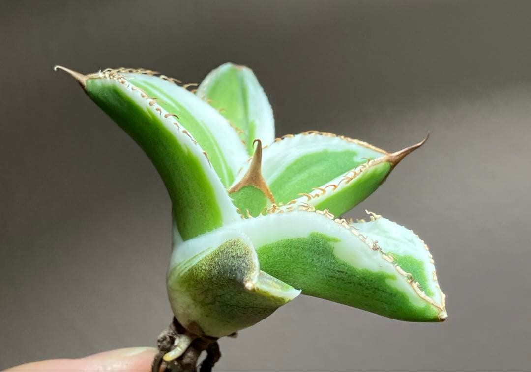 初出品【匿名配送】激レア　サイズ大　美株　強棘　アガベ　鰐亀　覆輪斑　TC