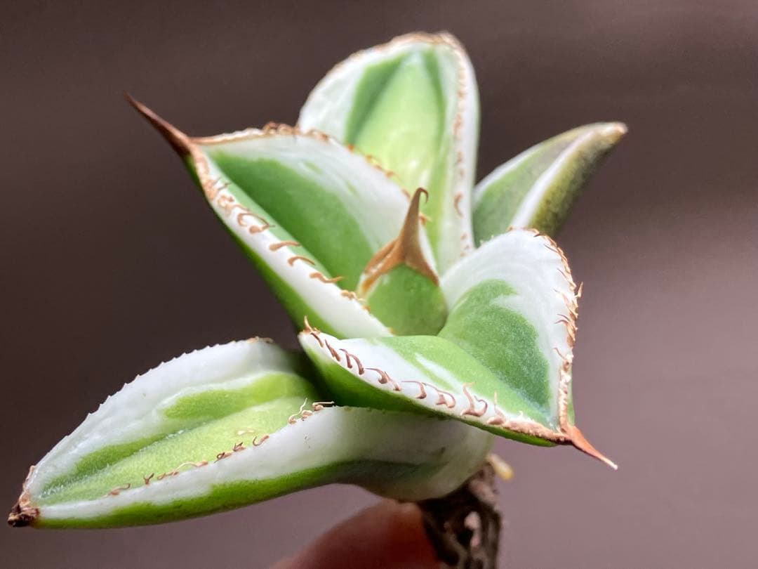 初出品【匿名配送】激レア　サイズ大　美株　強棘　アガベ　鰐亀　覆輪斑　TC