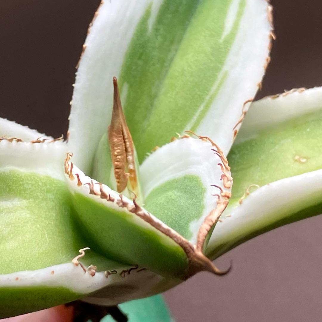 初出品【匿名配送】激レア　サイズ大　美株　強棘　アガベ　鰐亀　覆輪斑　TC