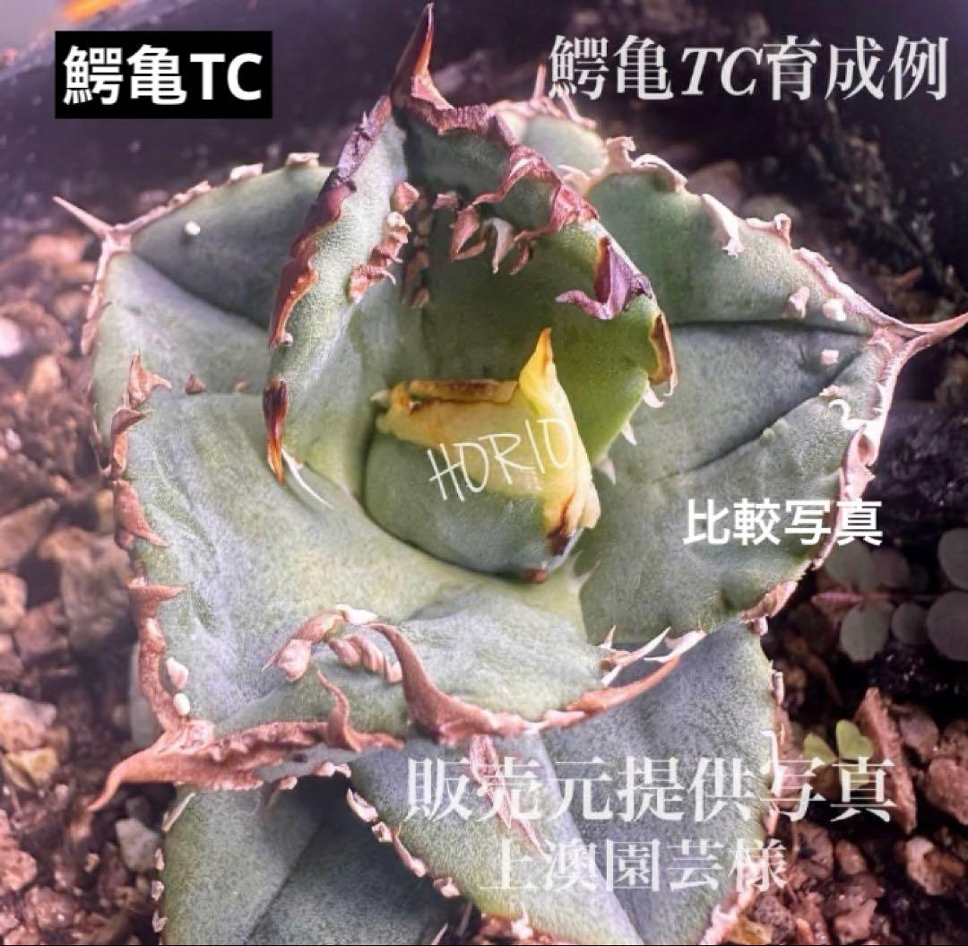初出品【匿名配送】激レア　サイズ大　美株　強棘　アガベ　鰐亀　覆輪斑　TC