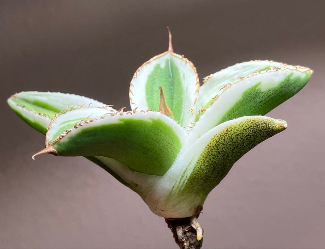 初出品【匿名配送】激レア　サイズ大　美株　強棘　アガベ　鰐亀　覆輪斑　TC