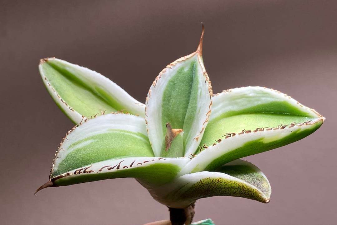 初出品【匿名配送】激レア　サイズ大　美株　強棘　アガベ　鰐亀　覆輪斑　TC