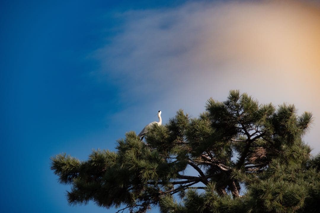 デジタルカメラ TAMRON 18-300mm F/3.5-6.3 Di III-A VCVXD