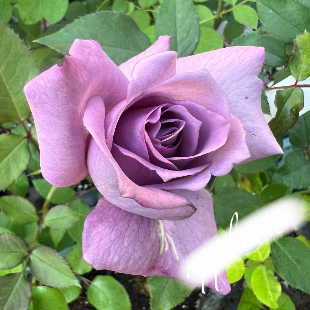 【同梱で２鉢目〜¥1000お値引き】品種不明／バラ芽接ぎ苗／中苗／５号スリット