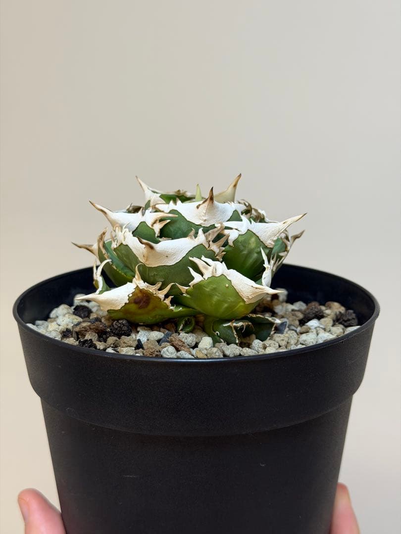 アガベチタノタ 大白鯊 OC子株 (未発根)