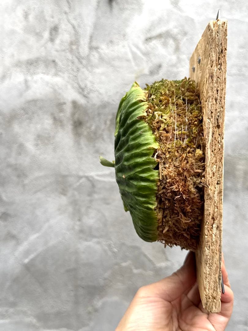 【ビカクシダ・マダガスカリエンセ】