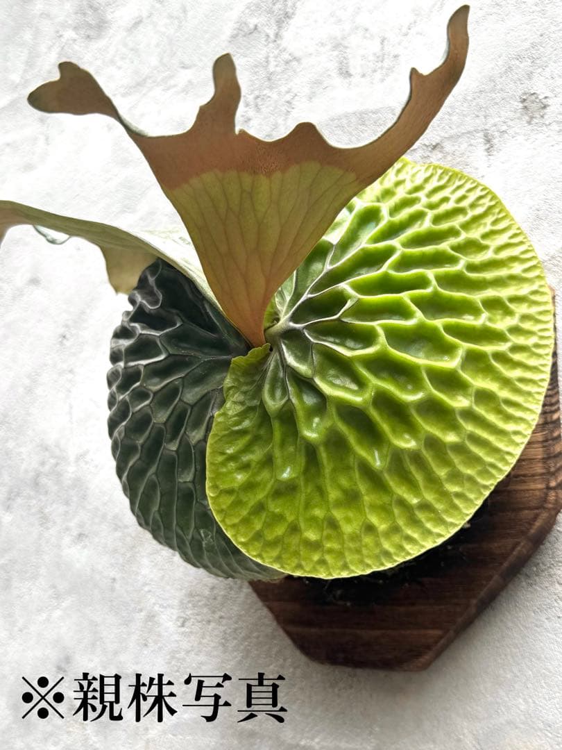 【ビカクシダ・マダガスカリエンセ】