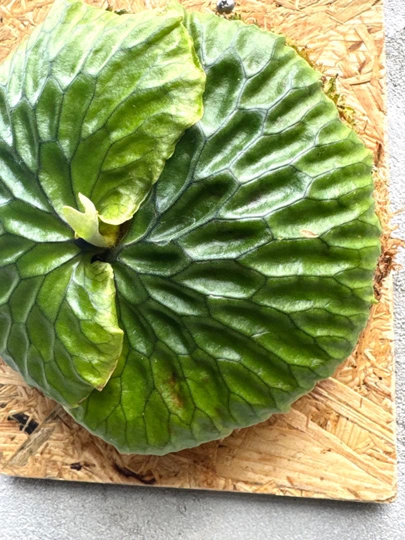 【ビカクシダ・マダガスカリエンセ】