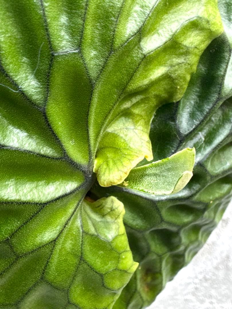 【ビカクシダ・マダガスカリエンセ】