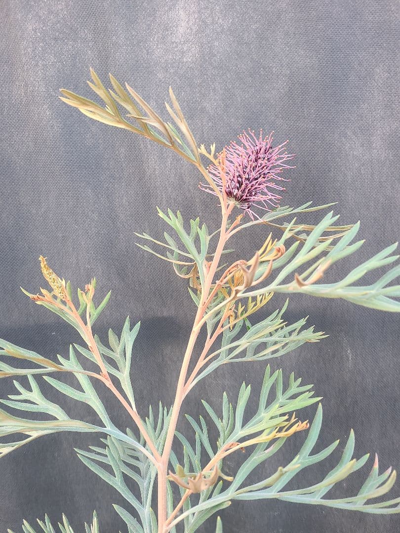 グレビレア ドローシーゴードン(ドーンパープル)9号角鉢大株②